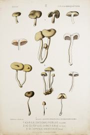 1. Agaricus (Entoloma) Plebejus Kalchbr. 2. AG (Clitopilus) Carneo Albus Wither. 3. AG (Leptonia) Solstitialis Fries. - Antique Print from 1877