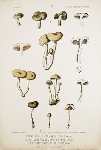 1. Agaricus (Entoloma) Plebejus Kalchbr. 2. AG (Clitopilus) Carneo Albus Wither. 3. AG (Leptonia) Solstitialis Fries. - Antique Print from 1877