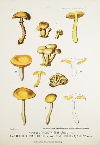 1. Agaricus (Pholiota) Terrigenus Fries. 2. AG (Pholiota) Punciulatus Kalchbr. 3. AG (Hebeloma) Nudipes Fries. - Antique Print from 1877