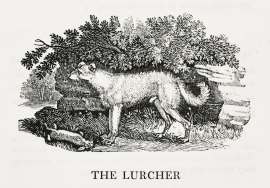 The Lurcher Dogs The Lurcher