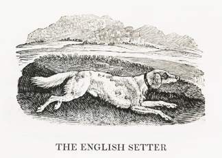 The English Setter - Antique Print from 1807
