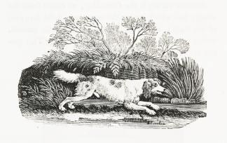 The Springer, or Cocker. - Antique Print from 1807