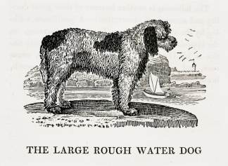 The Large Rough Water Dog. - Antique Print from 1807