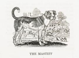 The Mastiff Dogs The Mastiff