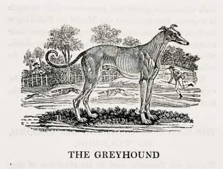 The Greyhound - Antique Print from 1807