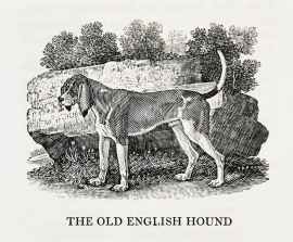 The Old English Hound Dogs The Old English Hound