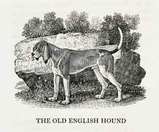 The Old English Hound - Antique Print from 1807