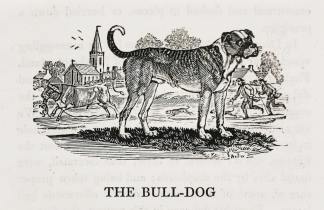 The Bull-Dog - Antique Print from 1807