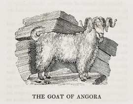 The Goat of Angora.