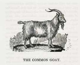 The Common Goat.