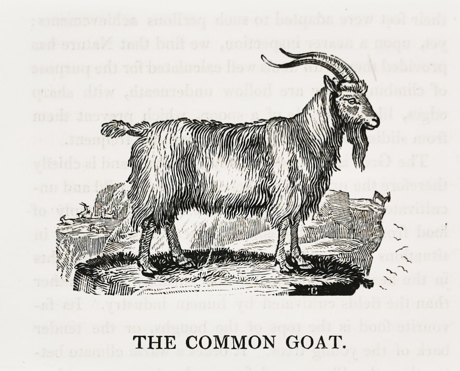 The Common Goat. - Antique Print from 1807