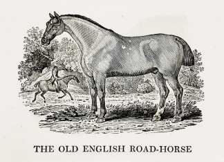 The Old English Road-Horse - Antique Print from 1807