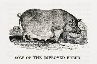 [PIG} Sow of the Improved Breed. - Antique Print from 1807