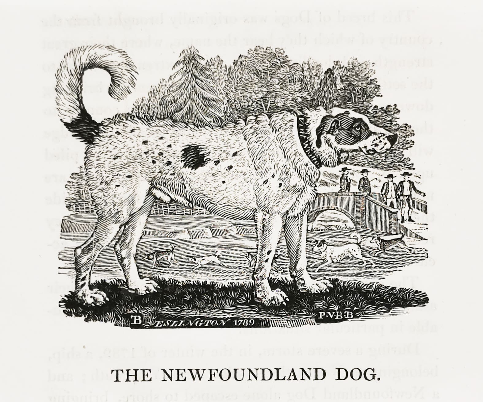 The Newfoundland Dog. - Antique Print from 1807