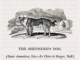 The Shepherds Dog. - Antique Print from 1807