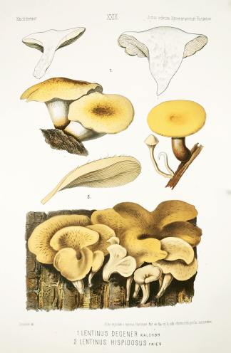 1. Lentinus degener kalchbr. 2. Lentinus hispidosus fries. - Antique Print from 1877