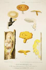 1. Polyp. Kalchbrenneri fries 2. Pol. Pallidus schulzer 3. Pol. tiliae schulzer. 4. Hydnum schiedermayeri heufler.