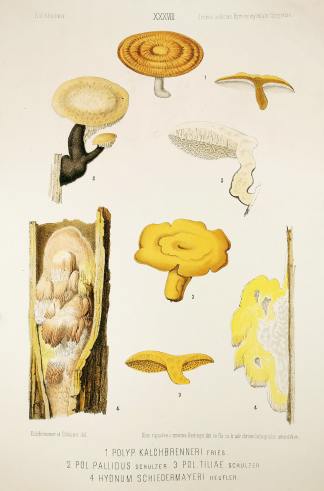 1. Polyp. Kalchbrenneri fries 2. Pol. Pallidus schulzer 3. Pol. tiliae schulzer. 4. Hydnum schiedermayeri heufler. - Antique Print from 1877