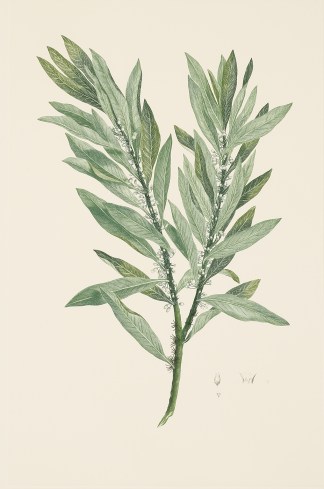 Rapanea Urceolata (R. Brown) Mez in Engl… Australian - General