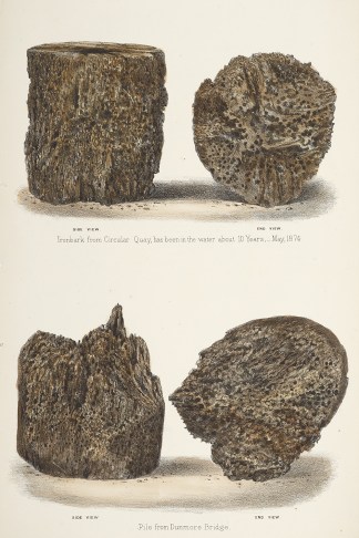 Ironbark from Circular Quay, has been in… PRINTS & PHOTOGRAPHS