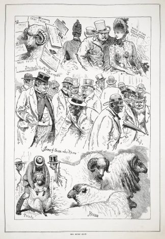 The sheep show. - Antique Print from 1885