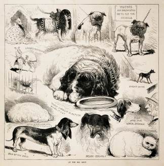 At the dog show - Antique Print from 1885