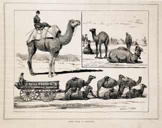Camel work in Australia. - Antique Print from 1885