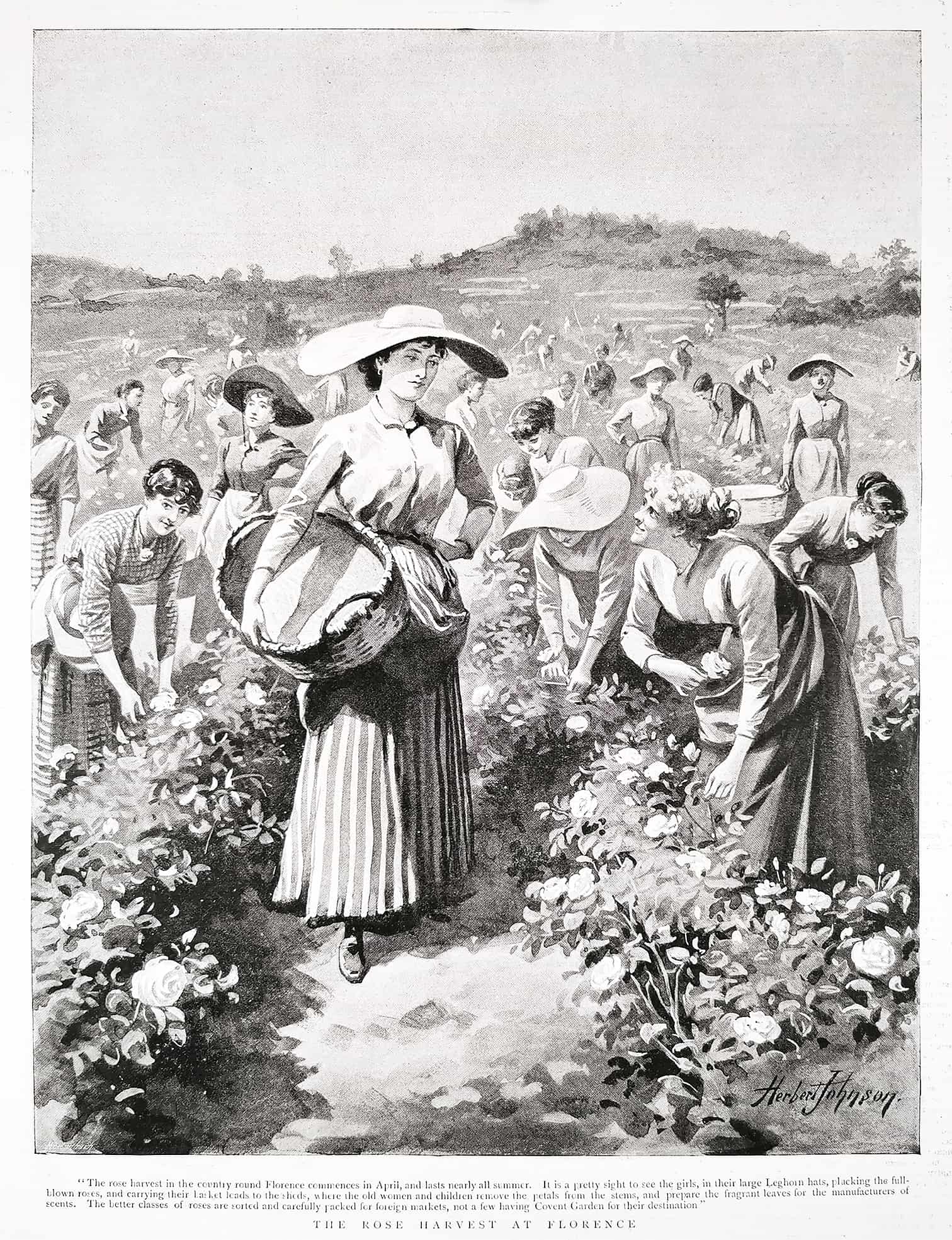 The Rose Harvest at Florence. - Antique Print from 1894