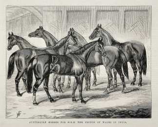 Australian horses for H. R. H. the prince of Wales in India. - Antique Print from 1875