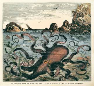 An Octopus, seen in Portland Bay. - Antique View from 1876
