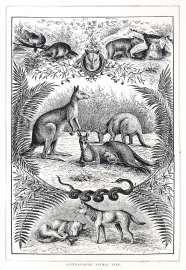 ANIMALS-Australasian Animal Life. - Antique Print from 1883