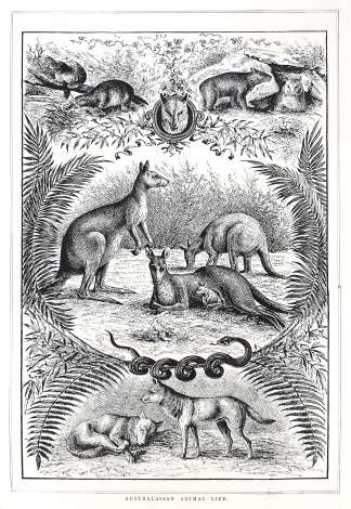 ANIMALS-Australasian Animal Life. - Antique Print from 1883