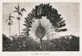 Le palmier du voyageur. - Antique Print from 1879