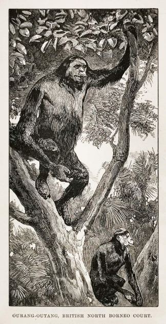 Ourang-Outang, British North Borneo Court. - Antique Print from 1886