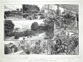 Messrs. Shepherd & Co.'s Nursery, Surry Hills. - Antique View from 1883