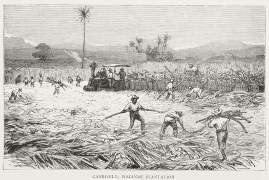 Canefield, Waianae Plantation