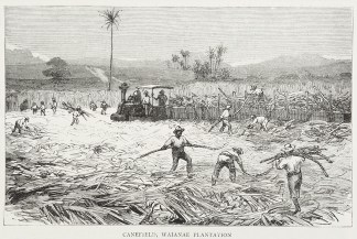 Canefield, Waianae Plantation Hawaiian Islands (Sandwich Islands)
