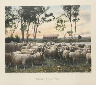 Sheep Squatting Australia. Australiana (General)