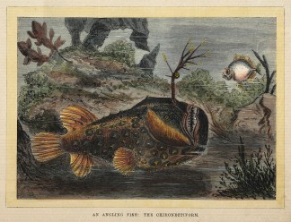 An Angling Fish: the Chironectiform. Fish & Marine Life