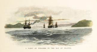 A Fleet of Whalers in the Bay of Islands. - Antique View from 1888