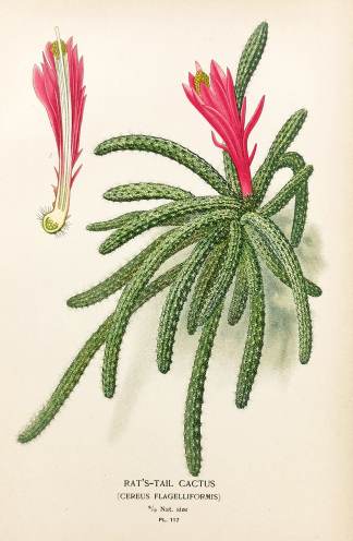 Rat's-Tail Cactus. (Cereus Flagelliformis) - Antique Print from 1896