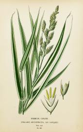 Ribbon Grass. (Phalaris Arundinacea, var. variegata.)