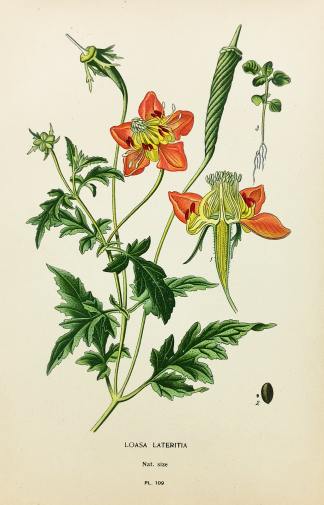 Loasa Lateritia. - Antique Print from 1896