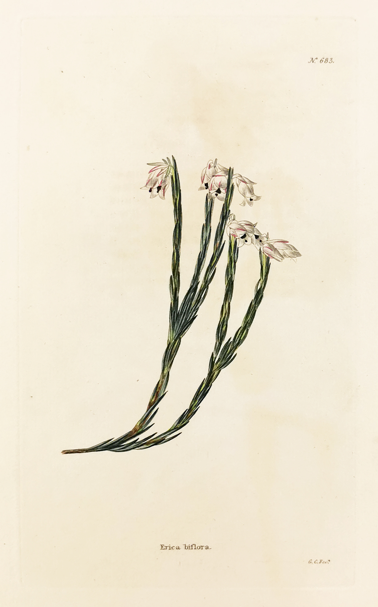 Erica Biflora. - Antique Print from 1820