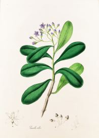 Canella Alba. - White, or Laurel-Leaved Canella. - Antique Print from 1842