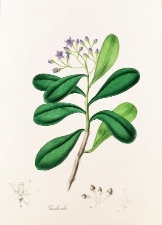 Canella Alba. – White, or Laurel-L… General / Global Canella Alba. - White, or Laurel-Leaved Canella. - Antique Print from 1842