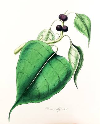 Ficus Religiosa. - The Indian Fig Tree. - Antique Print from 1842