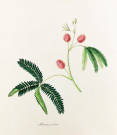 Mimosa Pudica. - The Sensitive Plant. - Antique Print from 1842