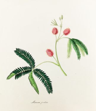 Mimosa Pudica. - The Sensitive Plant. - Antique Print from 1842