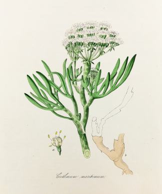 Crithmum Maritimum. – Sea Samphire… BOTANICALS Crithmum Maritimum. - Sea Samphire. - Antique Print from 1842